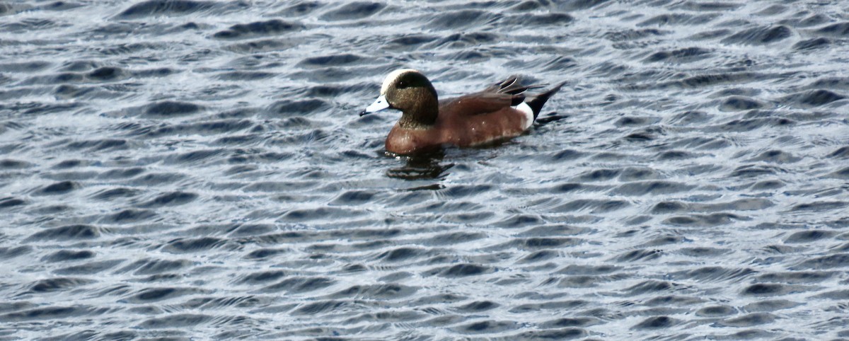 Свищ американський - ML645200594