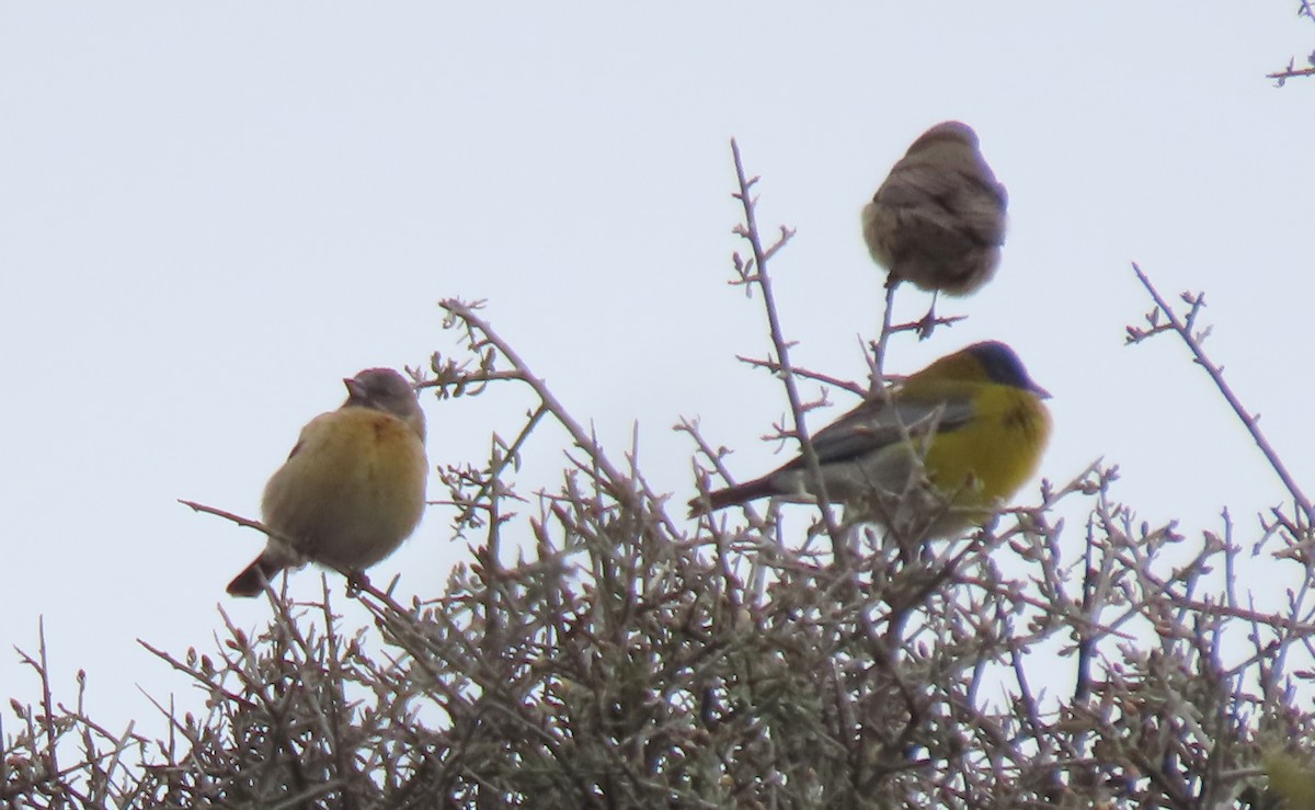 Gray-hooded Sierra Finch - ML645200597