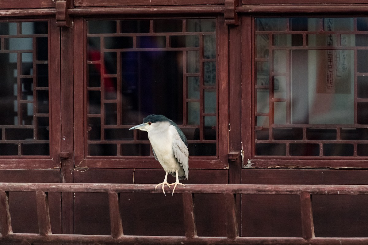 Nachtreiher (nycticorax) - ML645200598