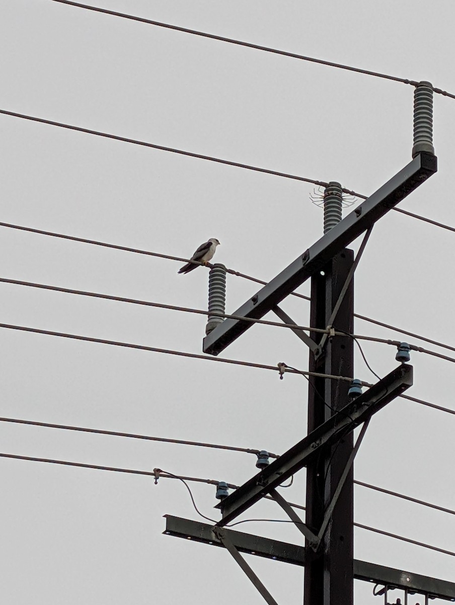 Black-shouldered Kite - ML645200601