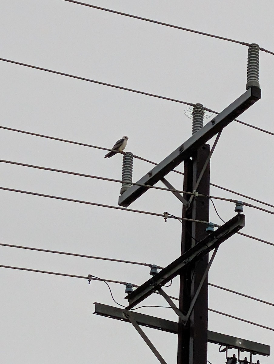 Black-shouldered Kite - ML645200602