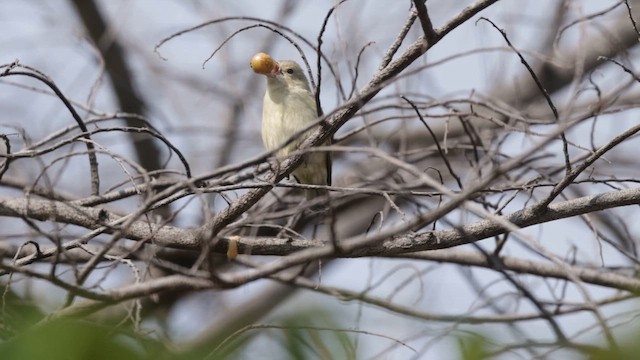 Квіткоїд індійський - ML645200603