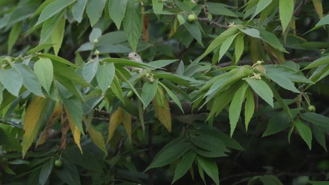 Квіткоїд індійський - ML645200610