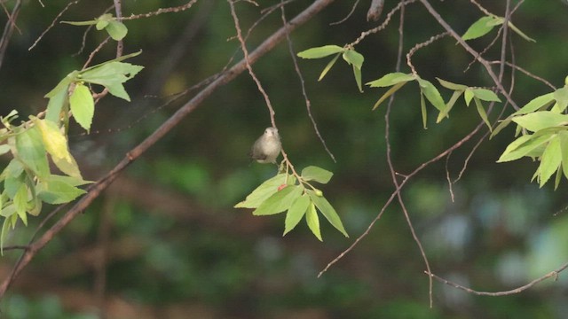 Квіткоїд індійський - ML645200611