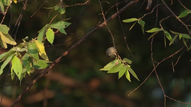 Квіткоїд індійський - ML645200612