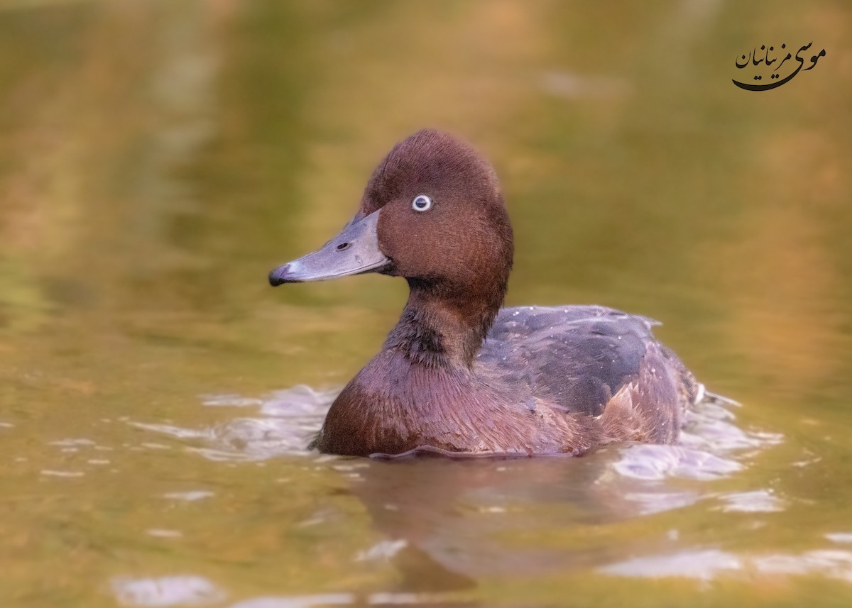 Ferruginous Duck - ML645200616