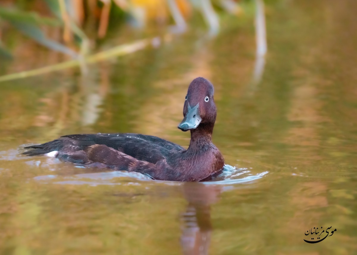 Ferruginous Duck - ML645200617