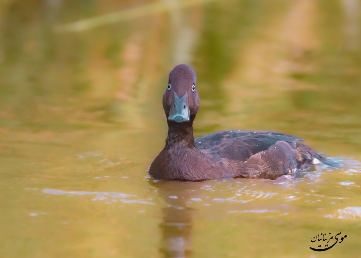Ferruginous Duck - ML645200618
