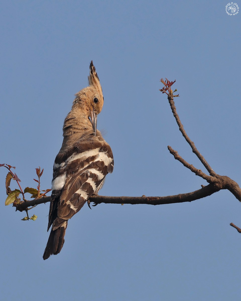 Common Hoopoe - ML645200620