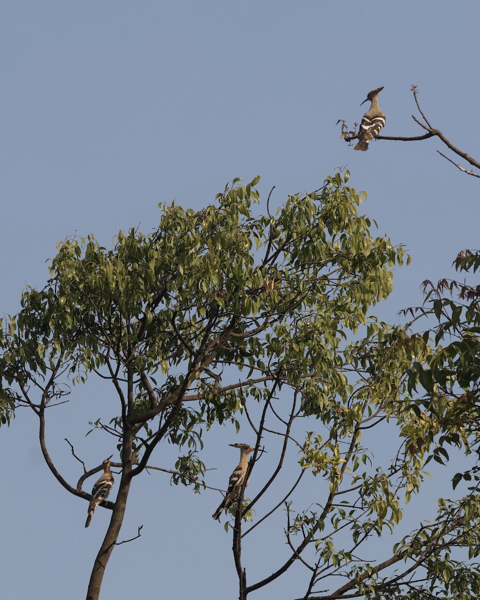 Common Hoopoe - ML645200621