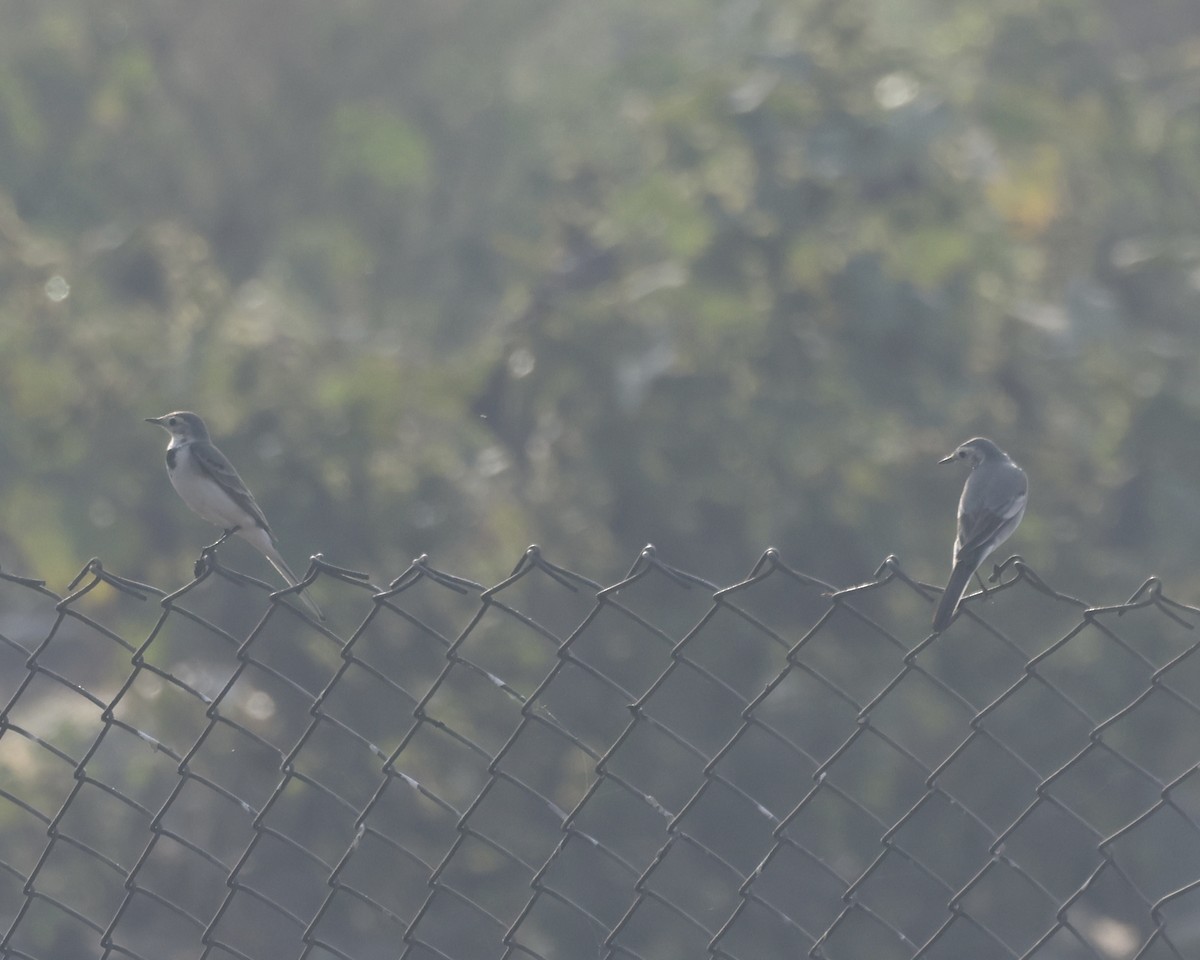 White Wagtail - ML645200623