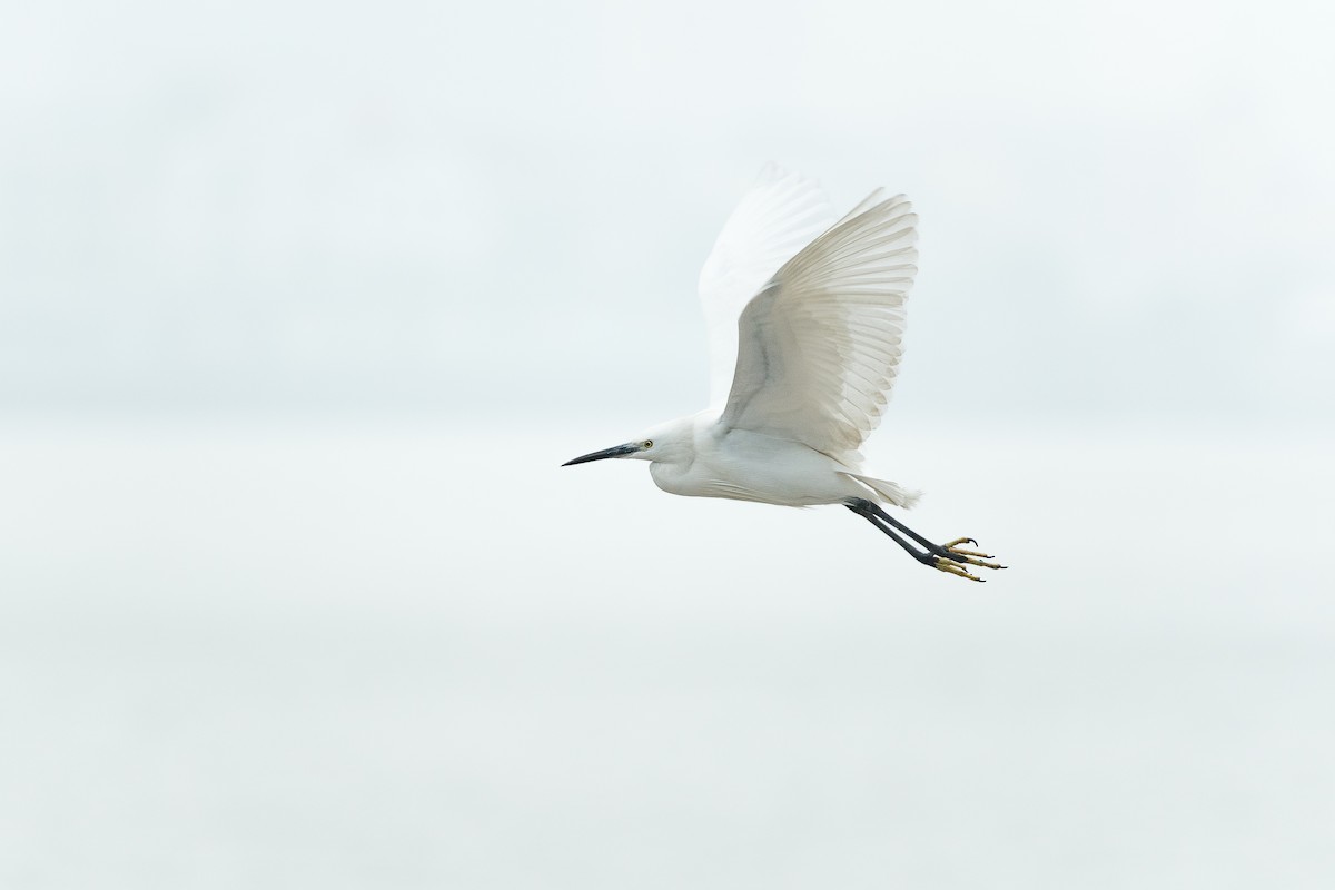 Seidenreiher (garzetta) - ML645200628