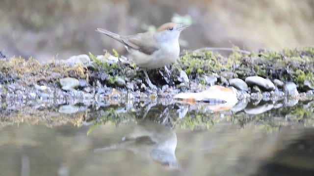 Capinera - ML645200634