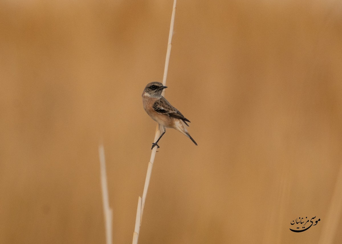 Siberian Stonechat - ML645200643