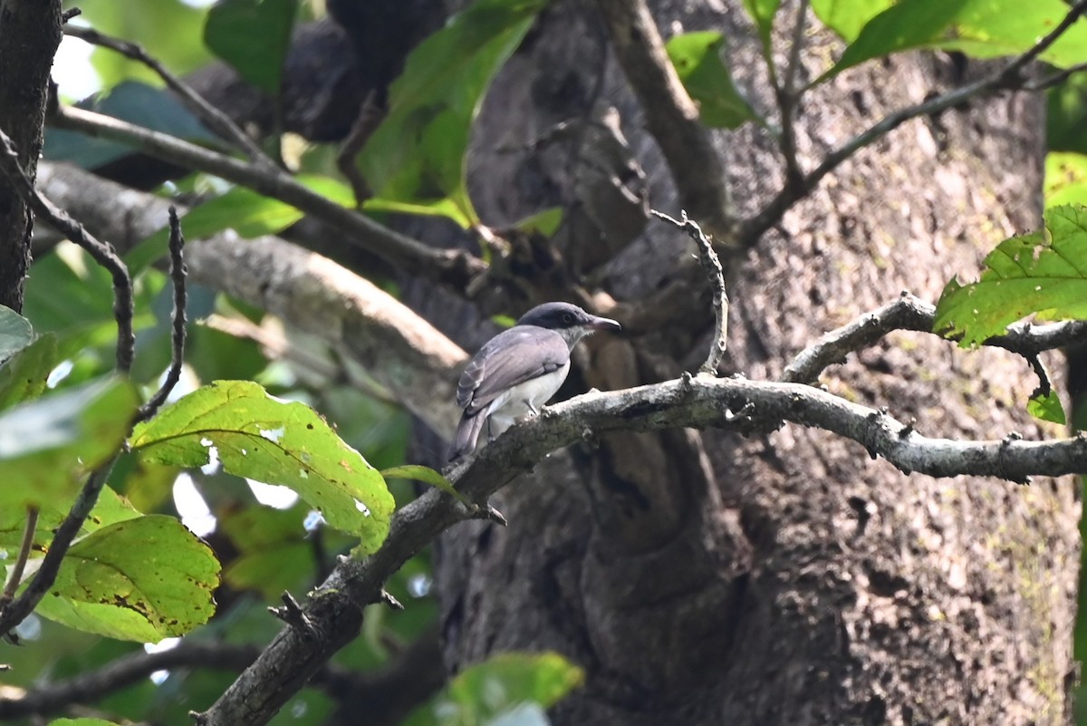 Malabar Woodshrike - ML645200651
