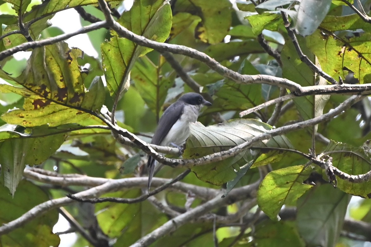 Malabar Woodshrike - ML645200652