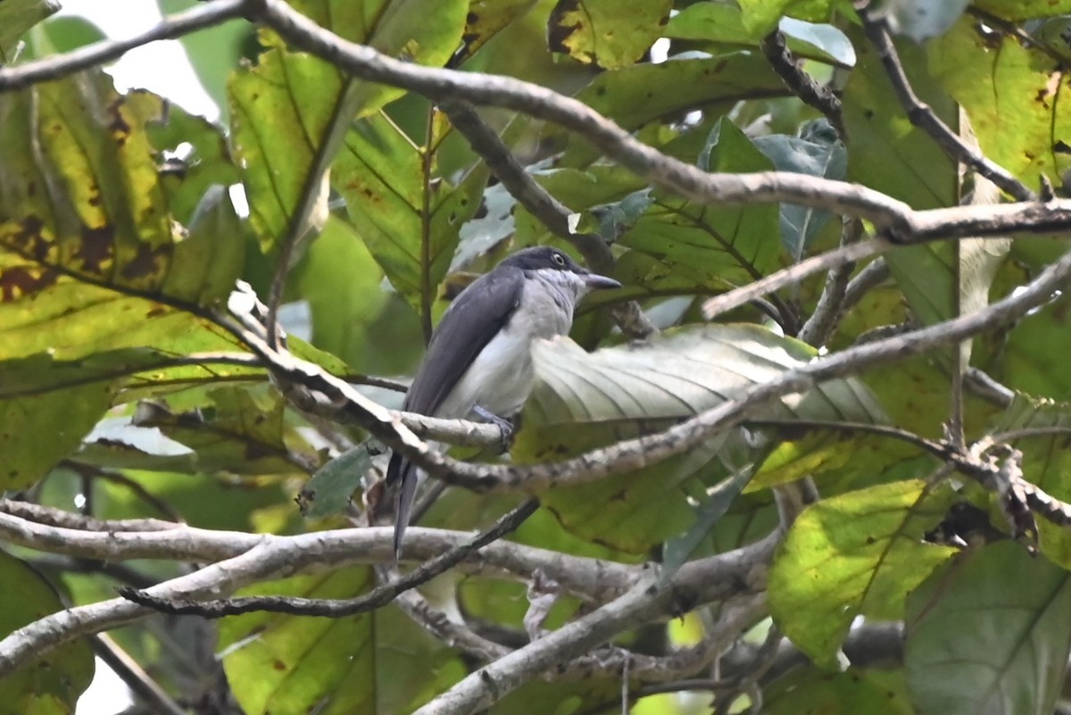 Malabar Woodshrike - ML645200653
