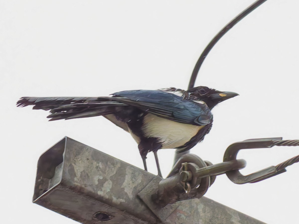 Oriental Magpie - ML645200668