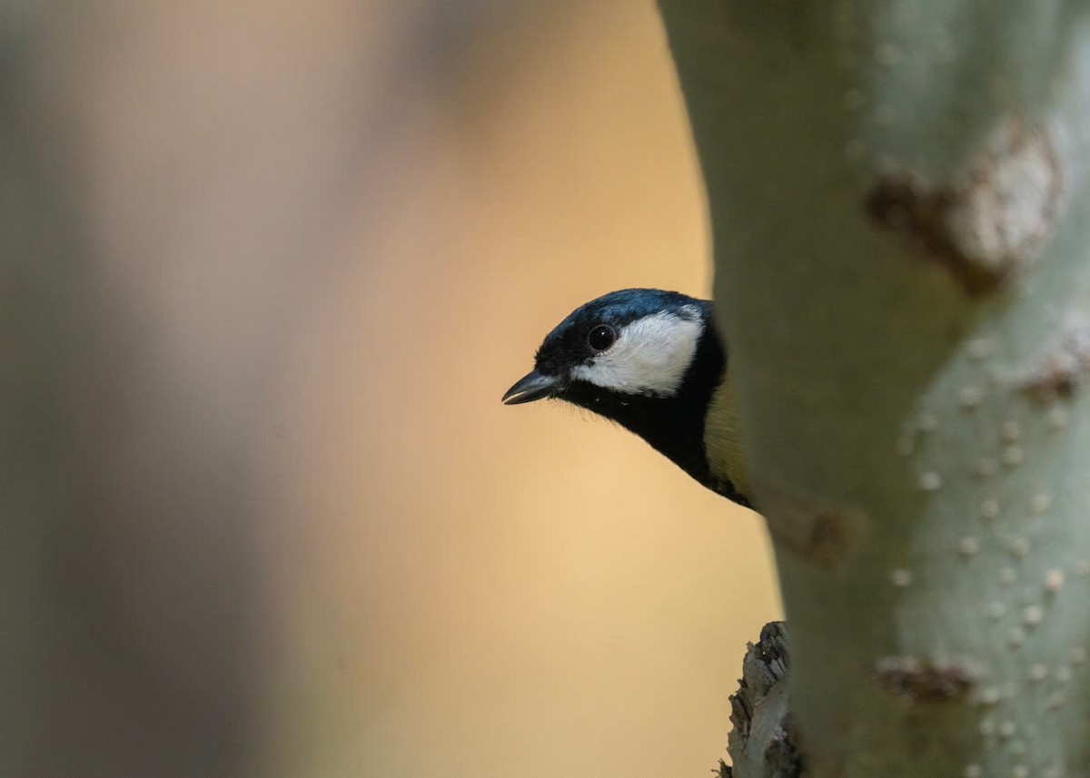 Great Tit - ML645200671