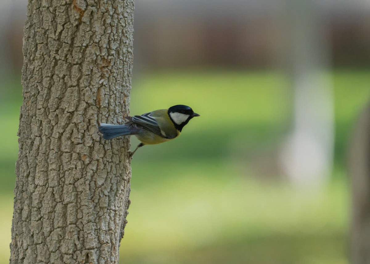 Great Tit - ML645200672