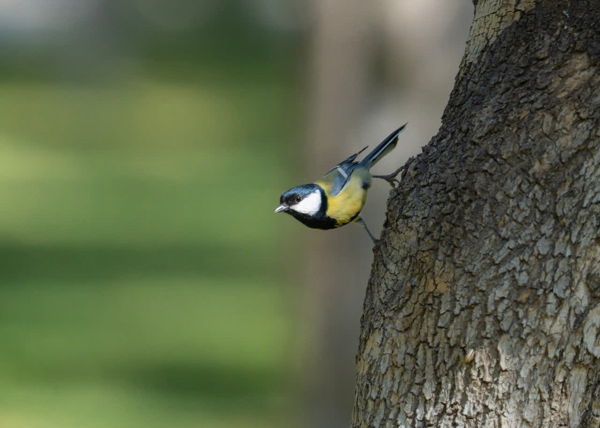 Great Tit - ML645200673
