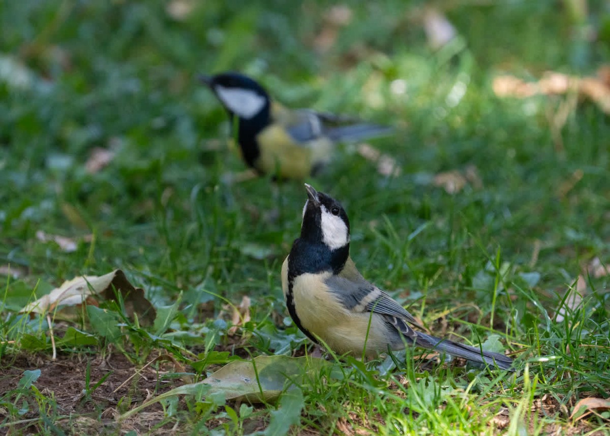 Great Tit - ML645200674
