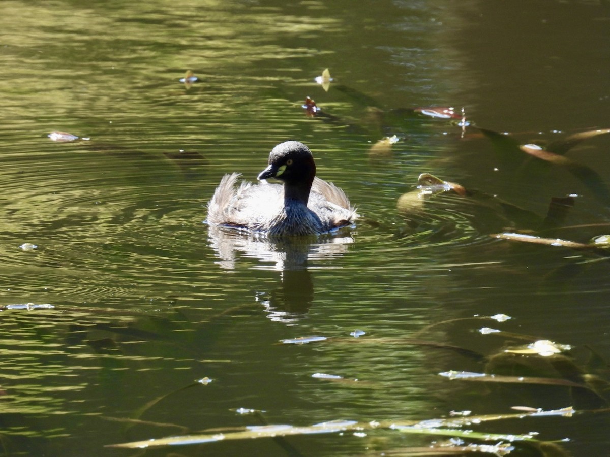 Australasian Grebe - ML645200675