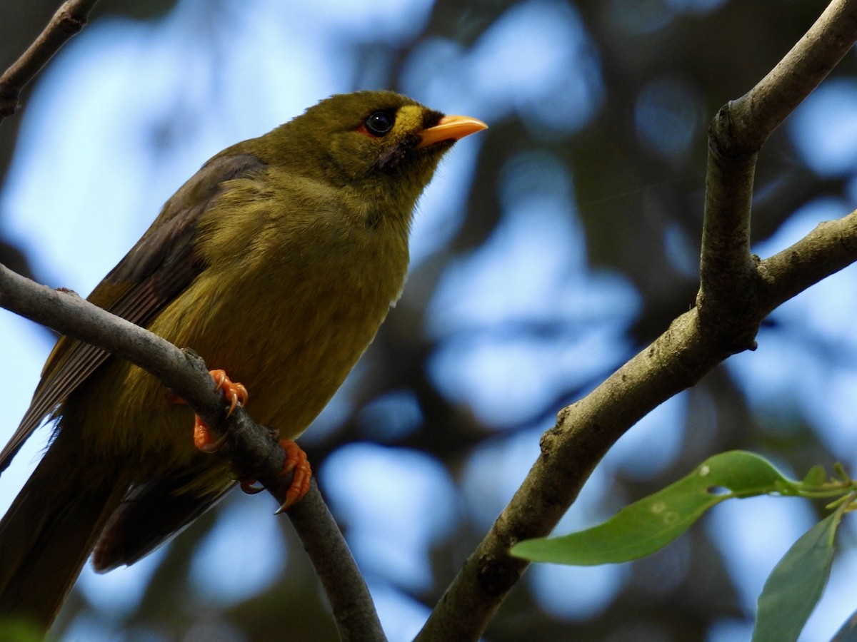 Glockenhonigfresser - ML645200679