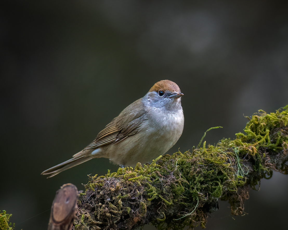 Capinera - ML645200687