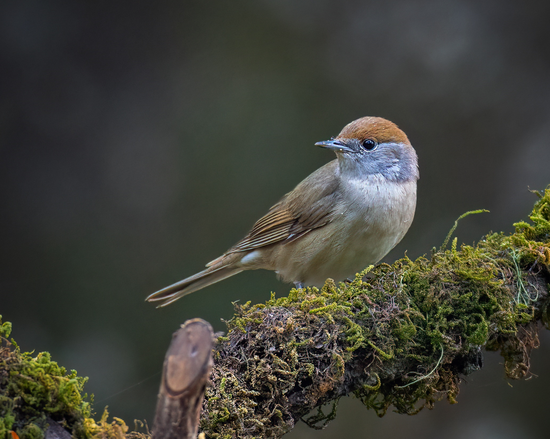 Capinera - ML645200688