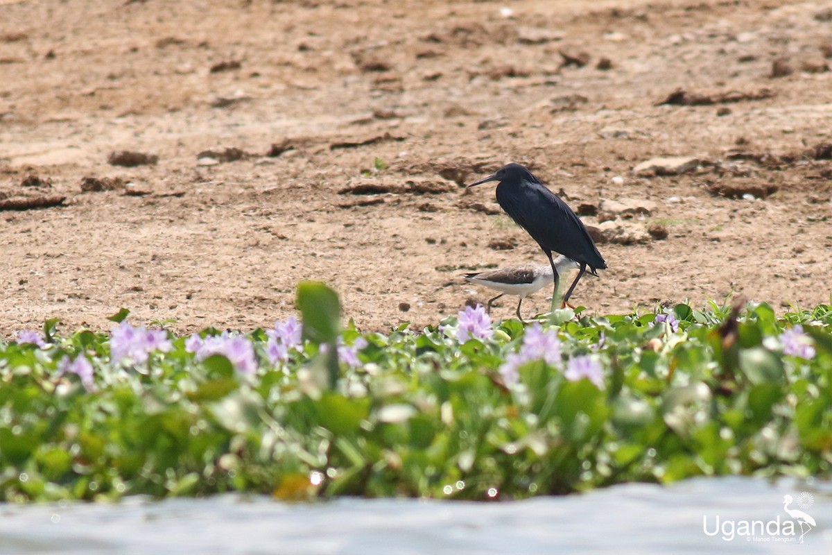 Black Heron - ML645200704