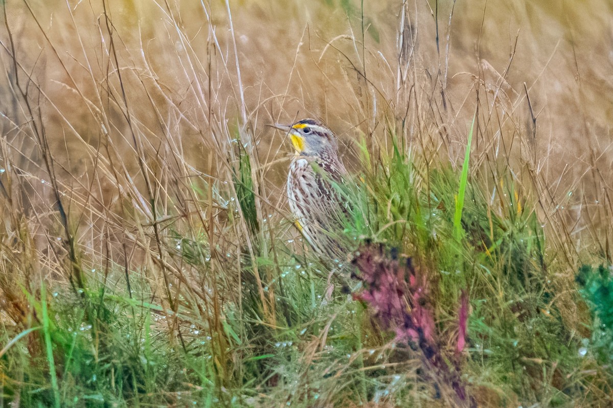 Western Meadowlark - ML645200728