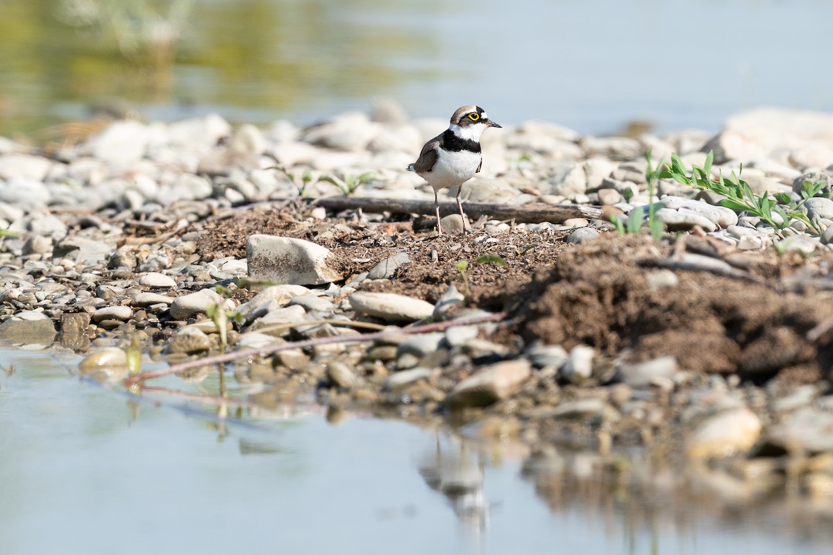 Little Ringed Plover (curonicus) - ML645200731