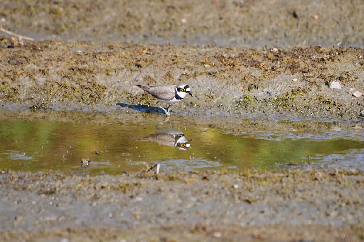 Little Ringed Plover - ML645200732