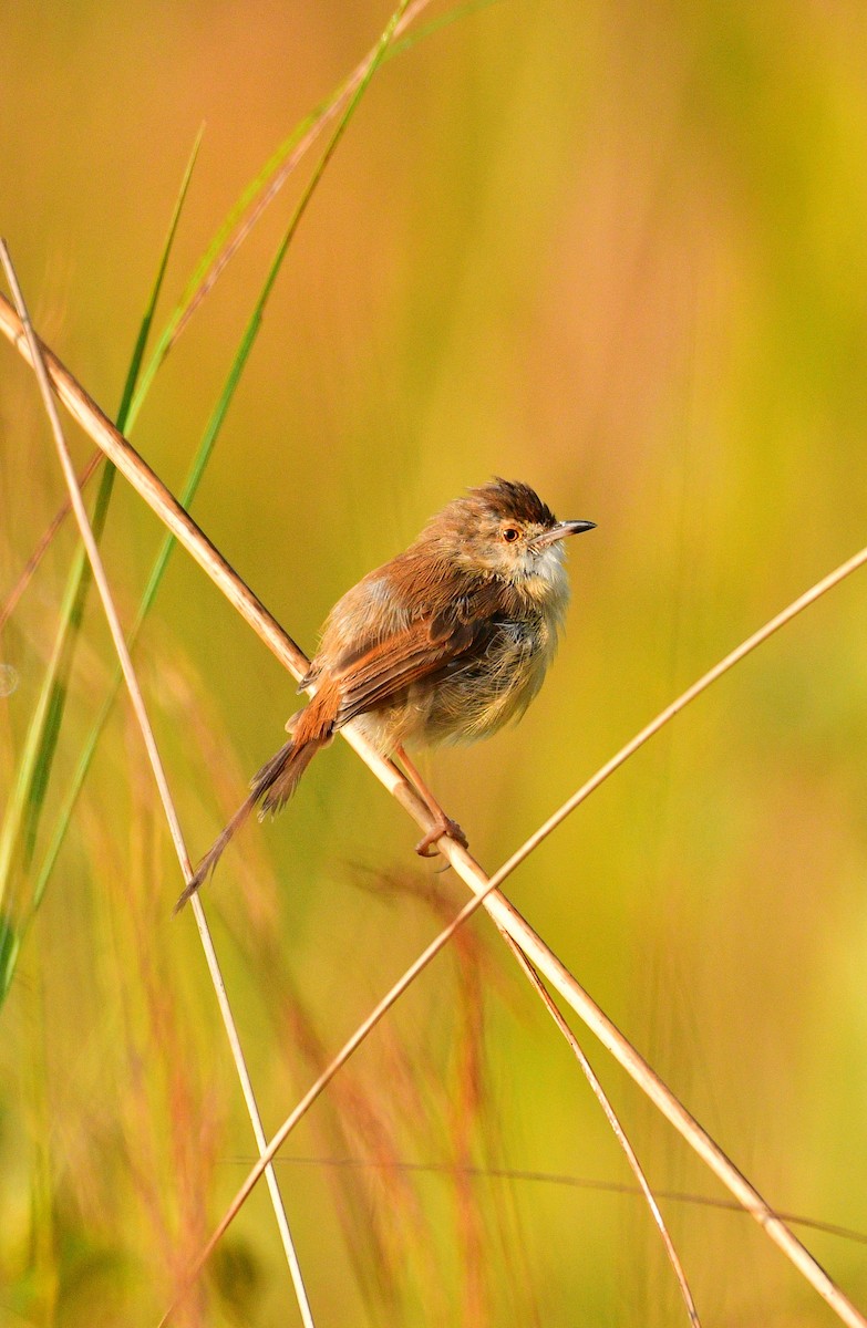 Plain Prinia - ML645200737