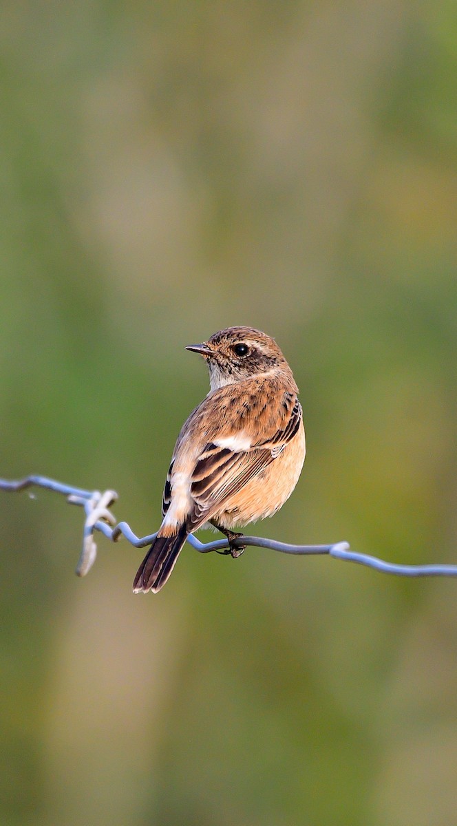 Siberian Stonechat - ML645200740