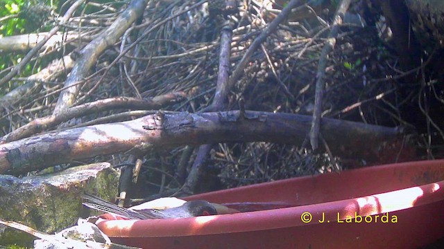 Кропив'янка середземноморська - ML645200741