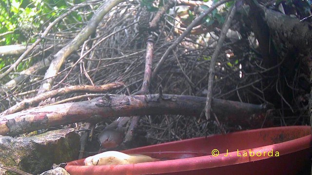 Кропив'янка субальпійська - ML645200742