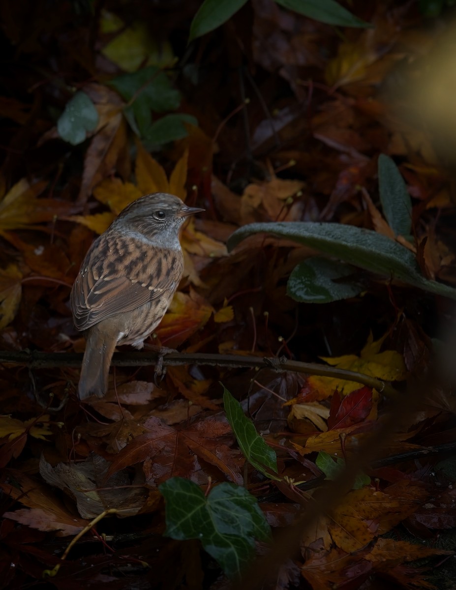 Accenteur mouchet - ML645200743