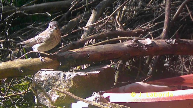 Мухоловка сіра - ML645200744