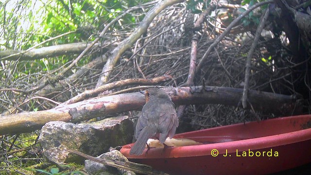 Вільшанка - ML645200747