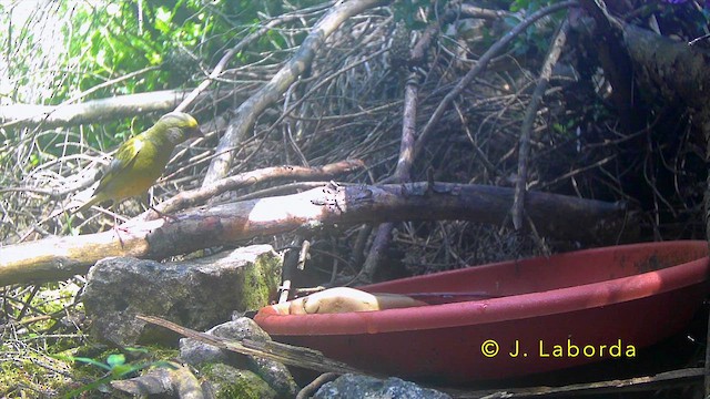 Зеленяк звичайний - ML645200748