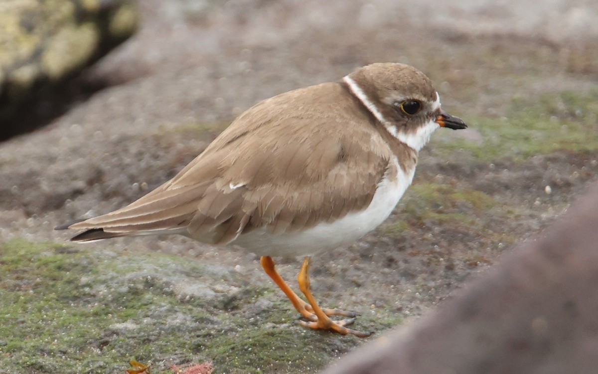 Semipalmated Plover - ML645200751