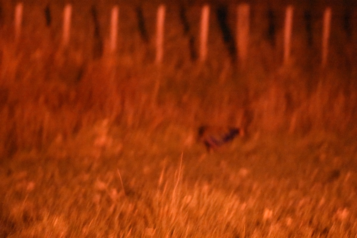 South Island Takahe - ML645200752