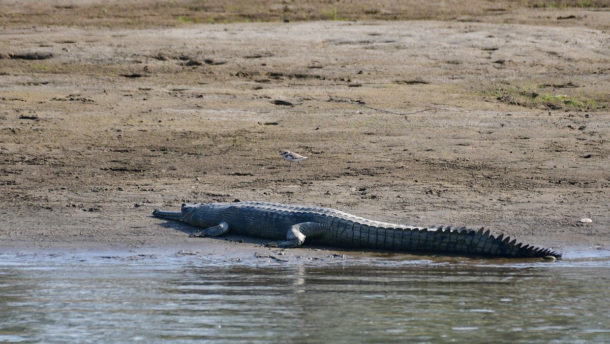 Kentish Plover - ML645200755