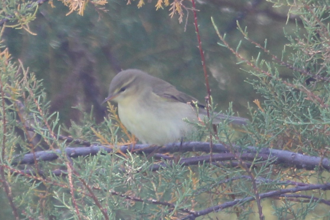 Willow Warbler - ML645200766