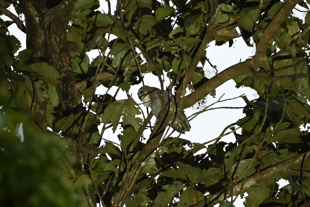Mottled Wood-Owl - ML645200767