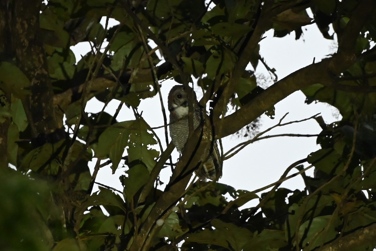 Mottled Wood-Owl - ML645200768