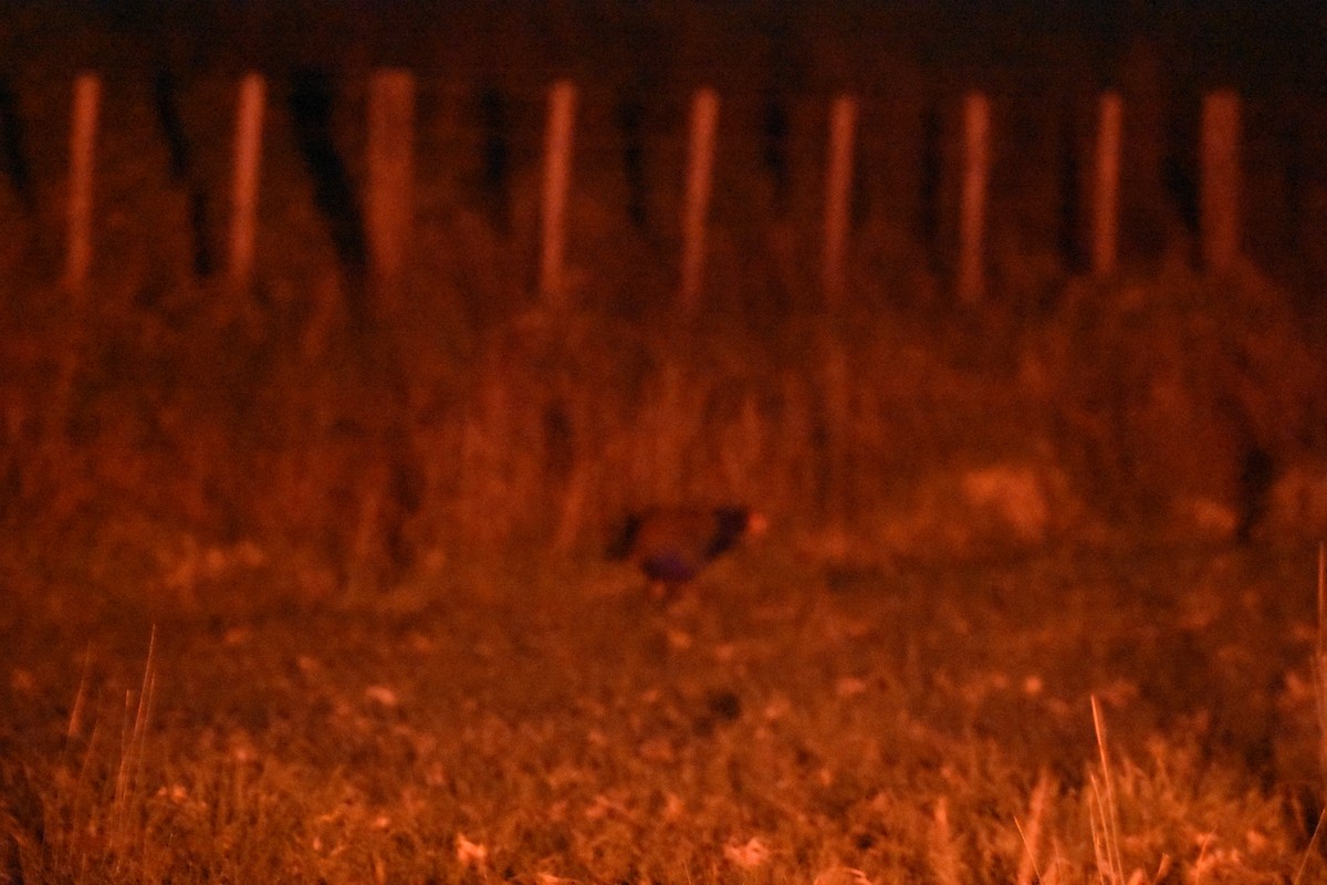 South Island Takahe - ML645200770