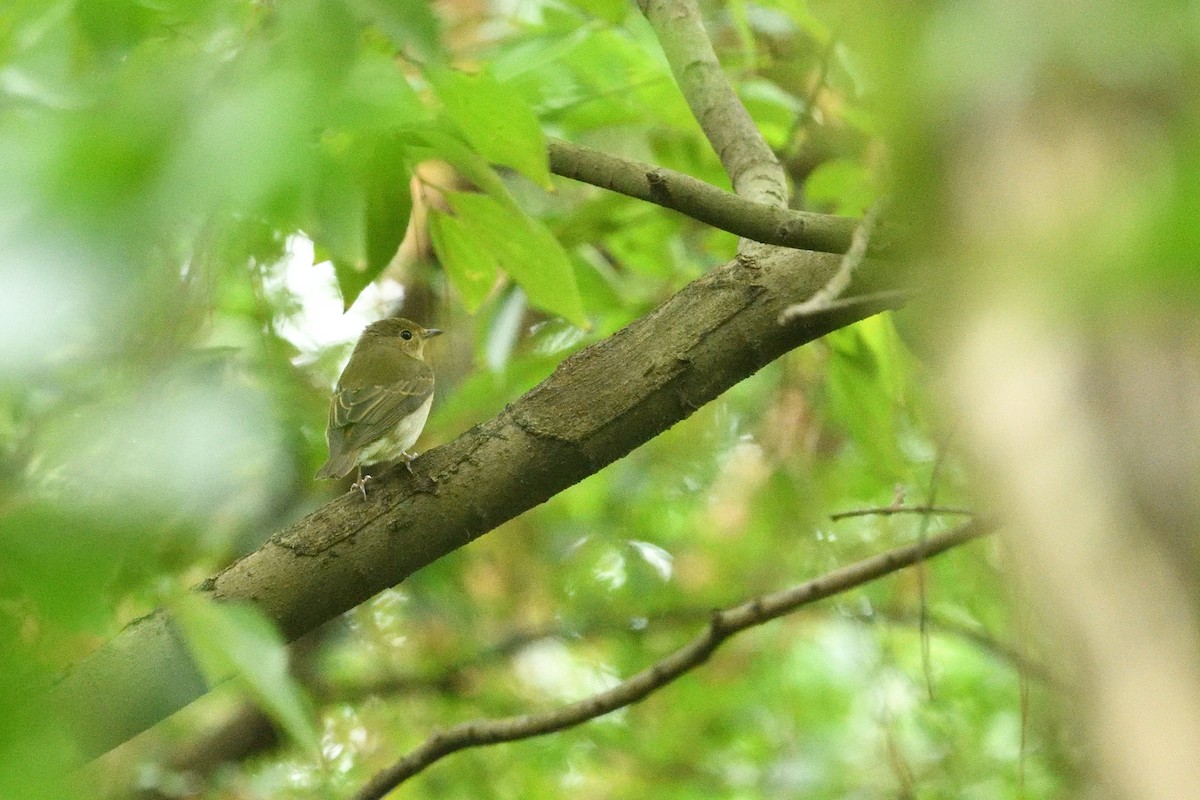 Narcissus Flycatcher - ML645200771